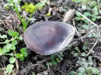 Duinveldridderzwam [Melanoleuca cinereifolia]